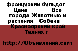 француский бульдог › Цена ­ 40 000 - Все города Животные и растения » Собаки   . Красноярский край,Талнах г.